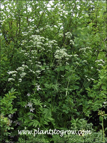 This plant was over 6 feet tall.